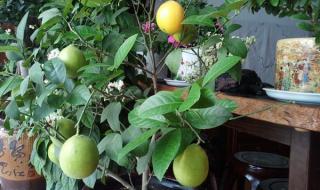 夏季柠檬树怎么修剪